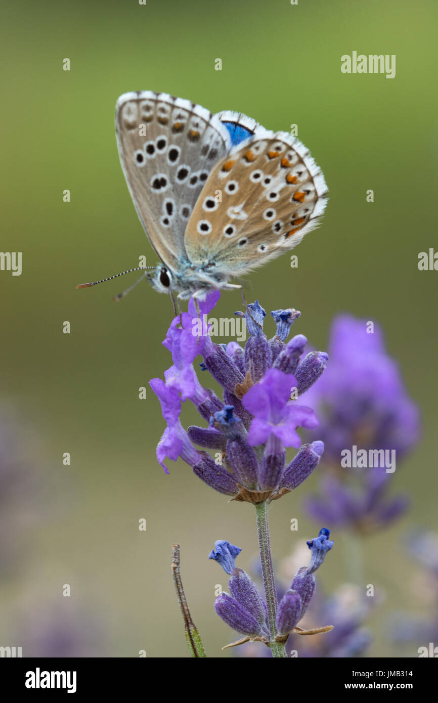 Close-up of male Adonis blue butterfly (Polyommatus bellargus ...