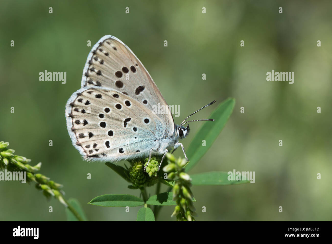 Close-up of large blue butterfly (Maculinea arion or Phengaris arion) in the French Alps Stock Photo