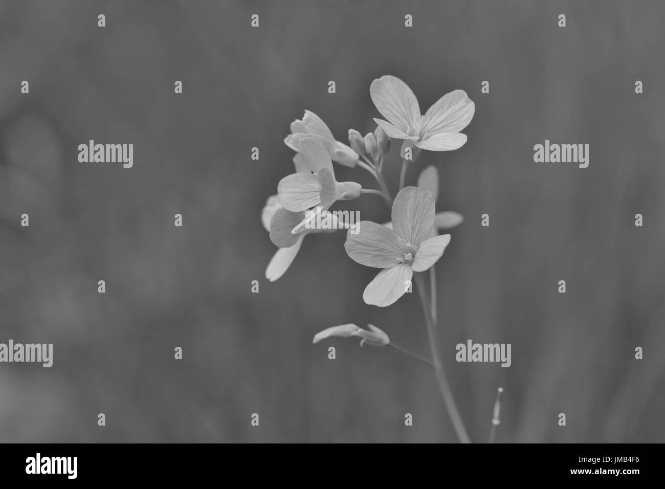 Blooming cherry branch green grass Black and White Stock Photos ...