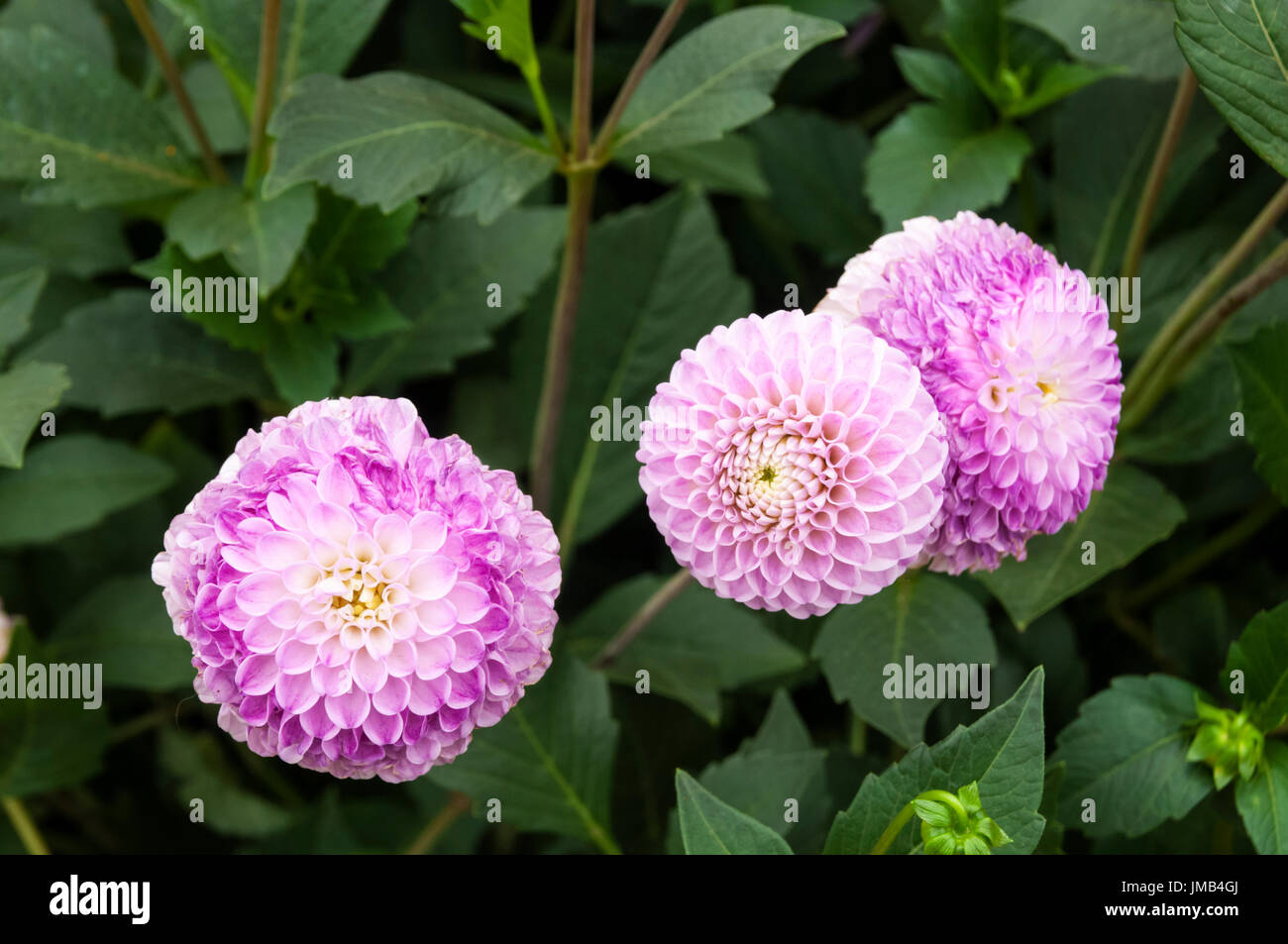 Dahlia Franz Kafka Stock Photo - Alamy