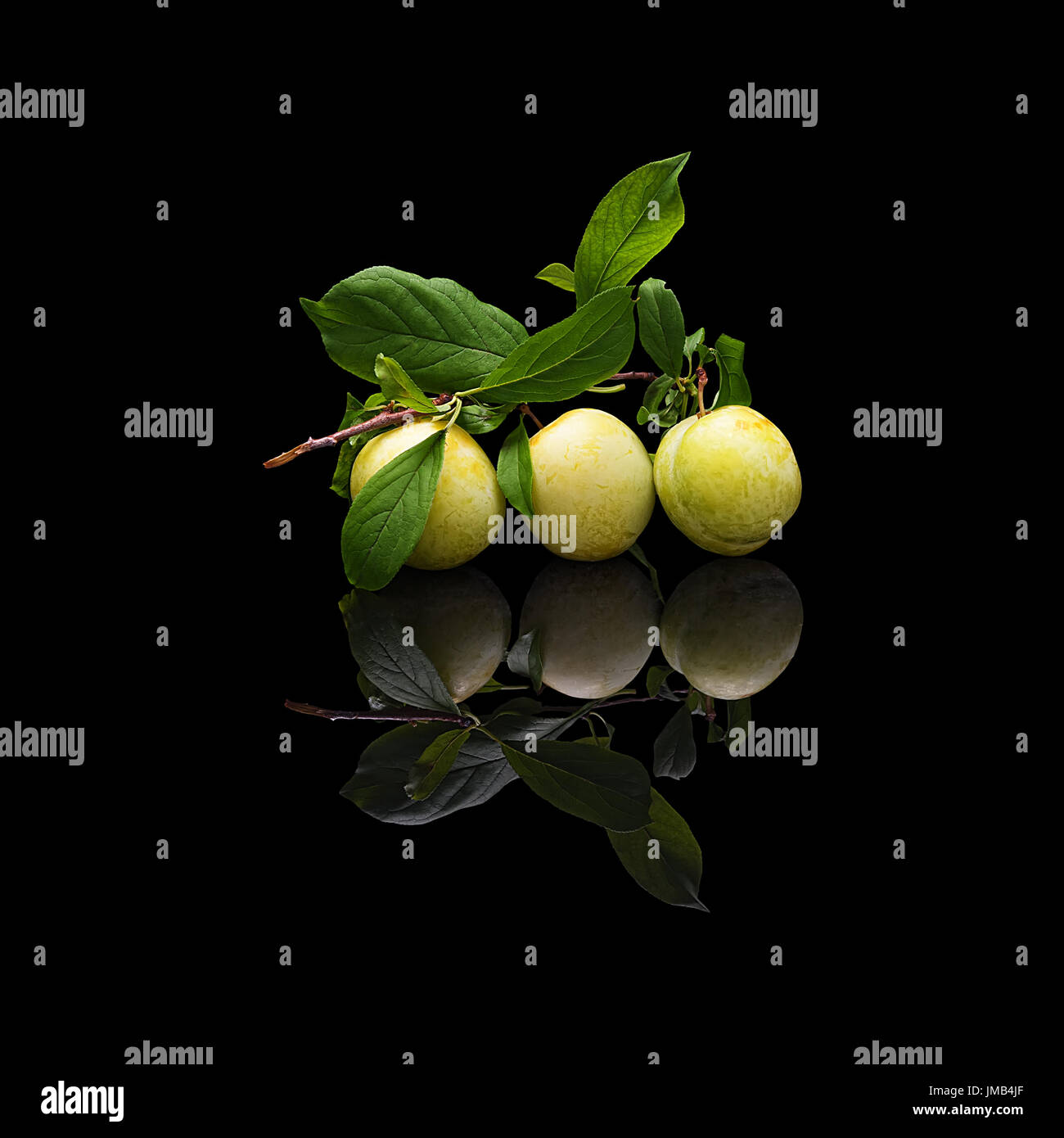 Branch with leaves and three green plums on black isolated with real