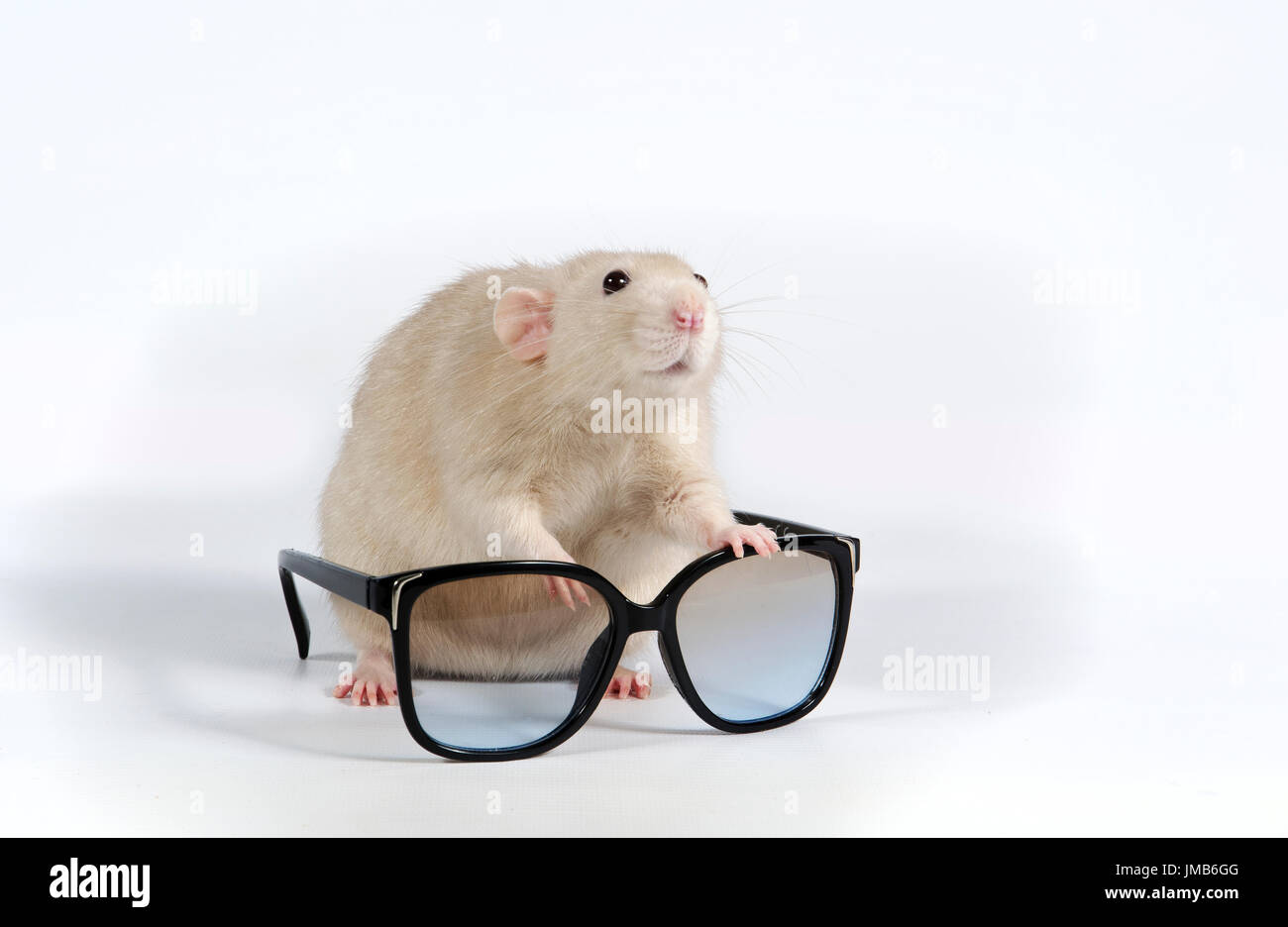 Decorative rat and sunglasses on a white background Stock Photo Alamy