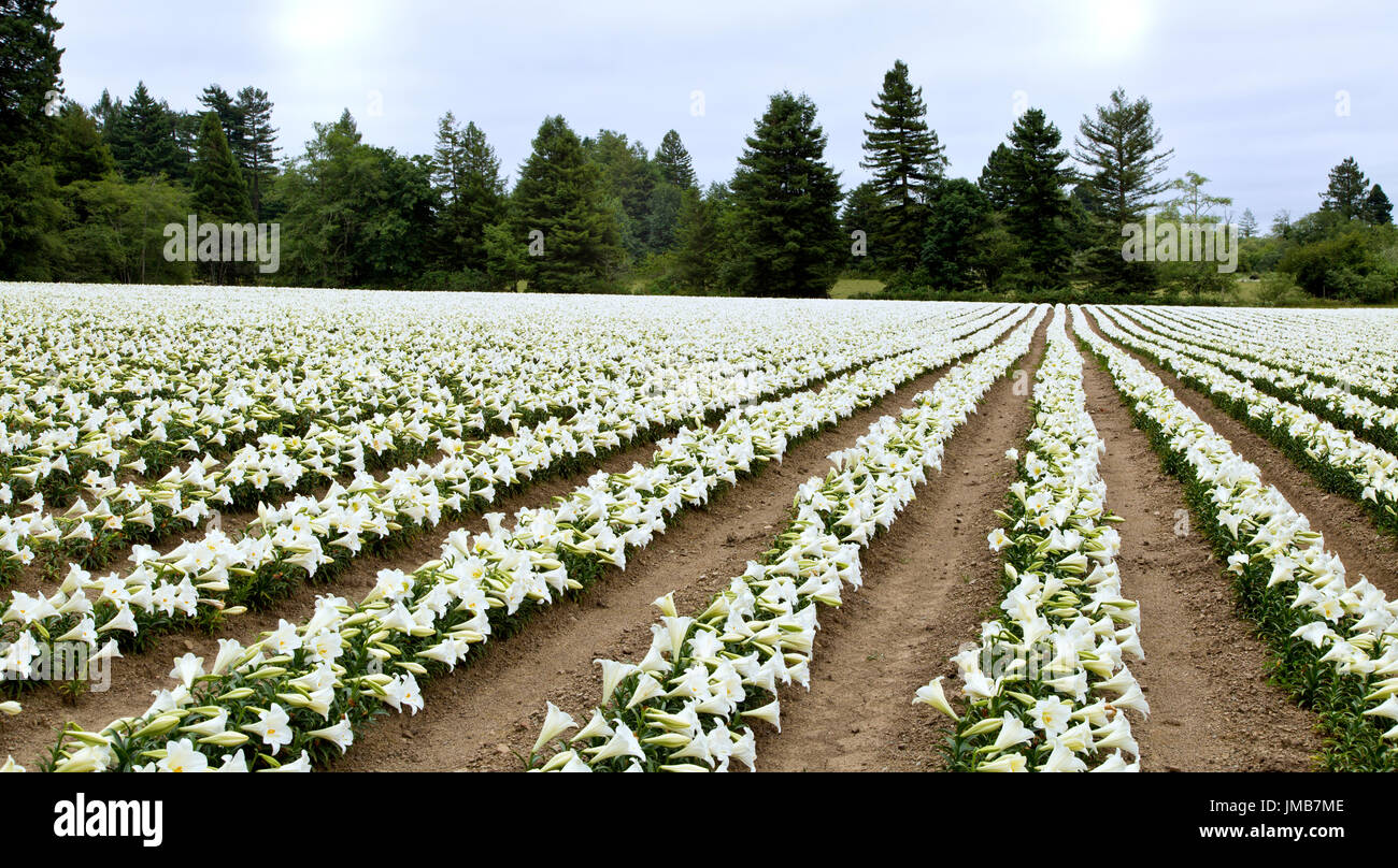 Easter Lilies 'Lilium longiflorum' , rows of flowering  Easter Lilies growing on the cool California North Coast. Stock Photo