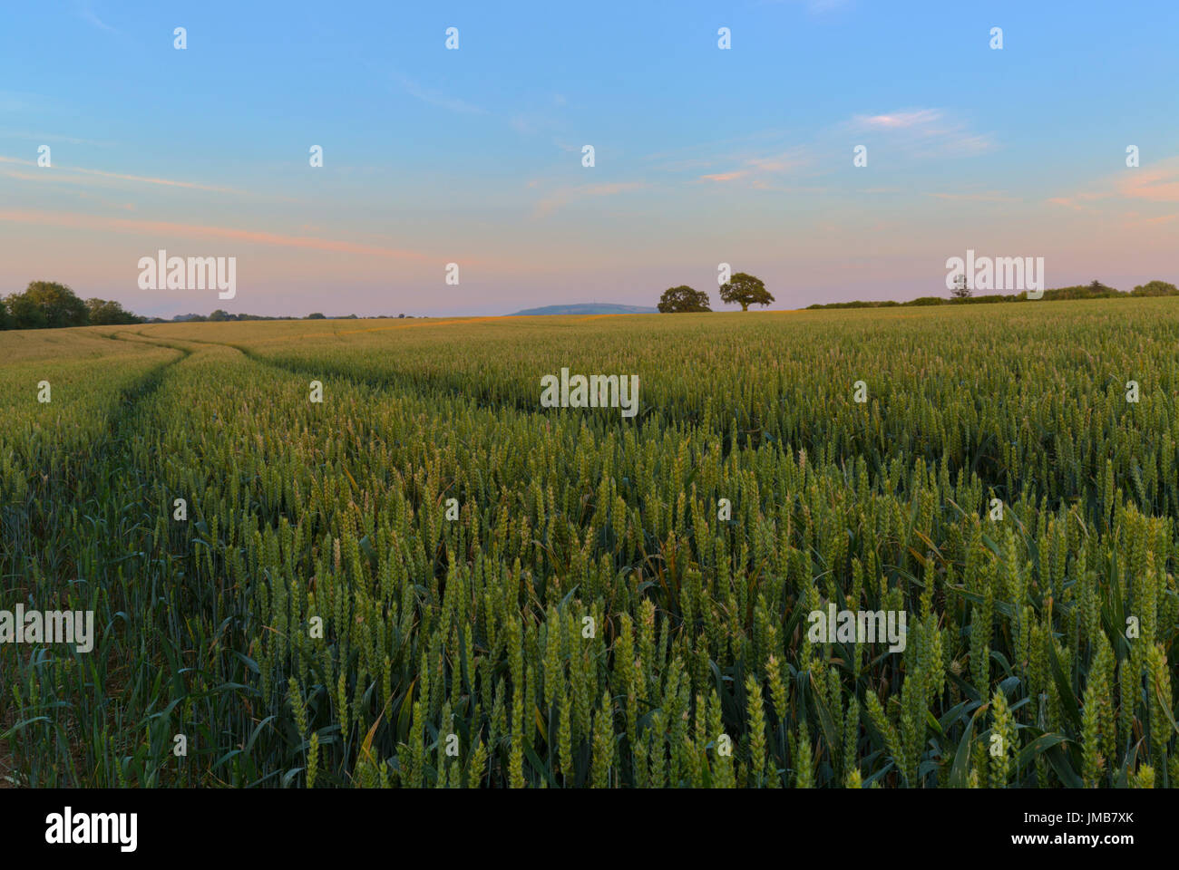 Barley field in a rural setting near Rilla Mill in East Cornwall Stock Photo