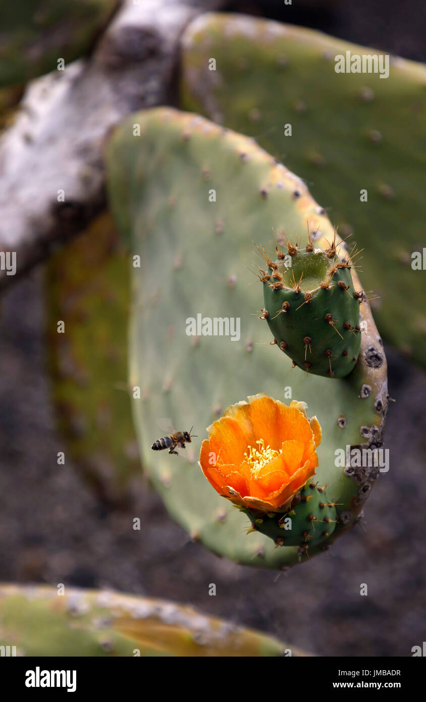 Lanzarote canary islands red cactus hi-res stock photography and images -  Alamy