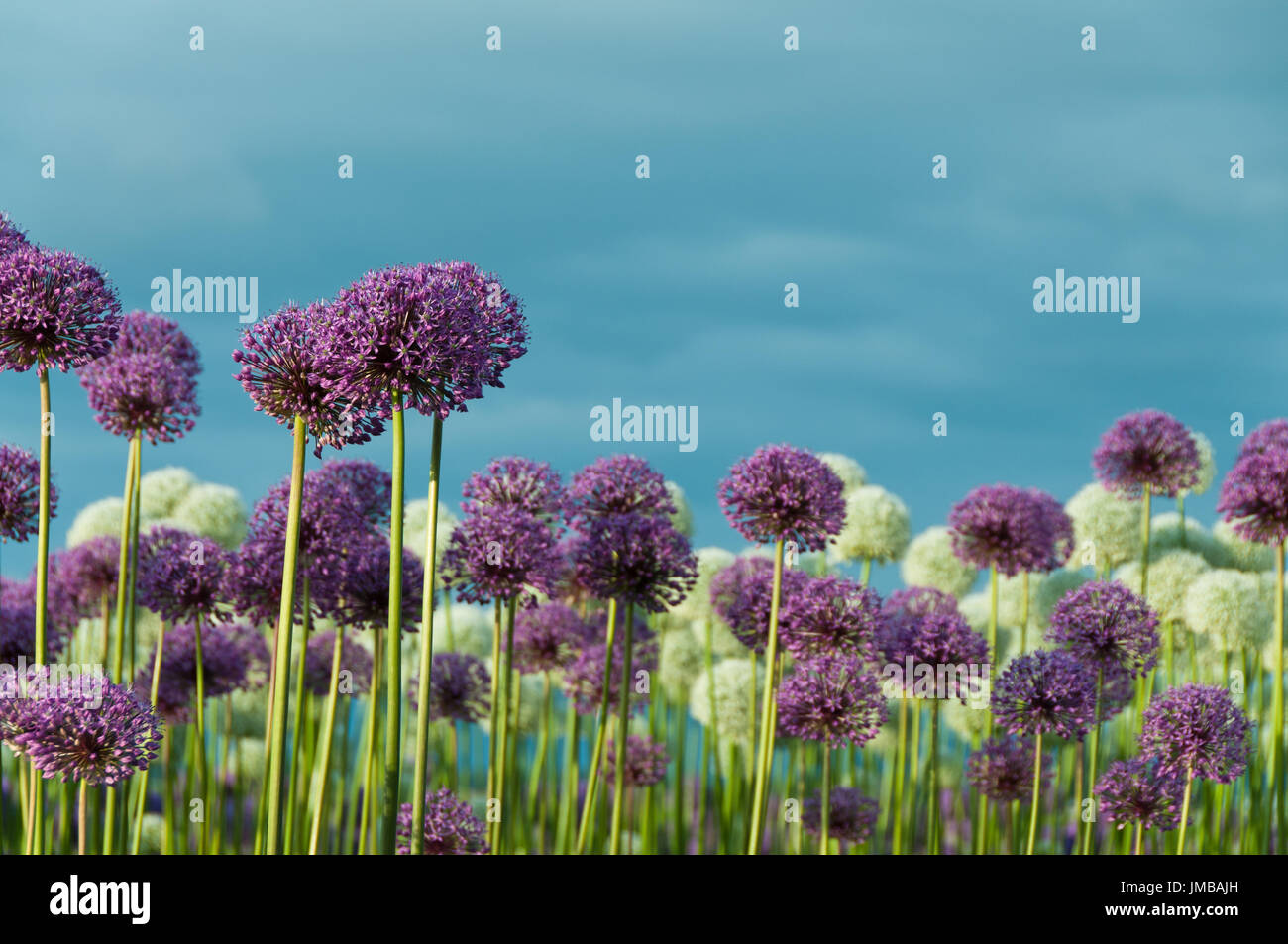 Whimsical Field of Purple and White Allium Flowers in a Field Stock Photo
