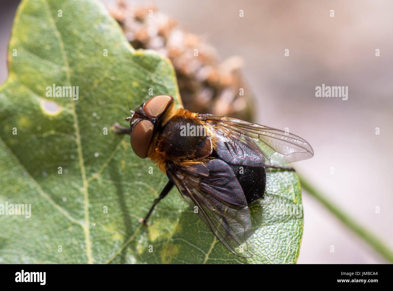 Parasitic Tachina fly Phasia hemiptera from Mandal, Norway, in summer ...