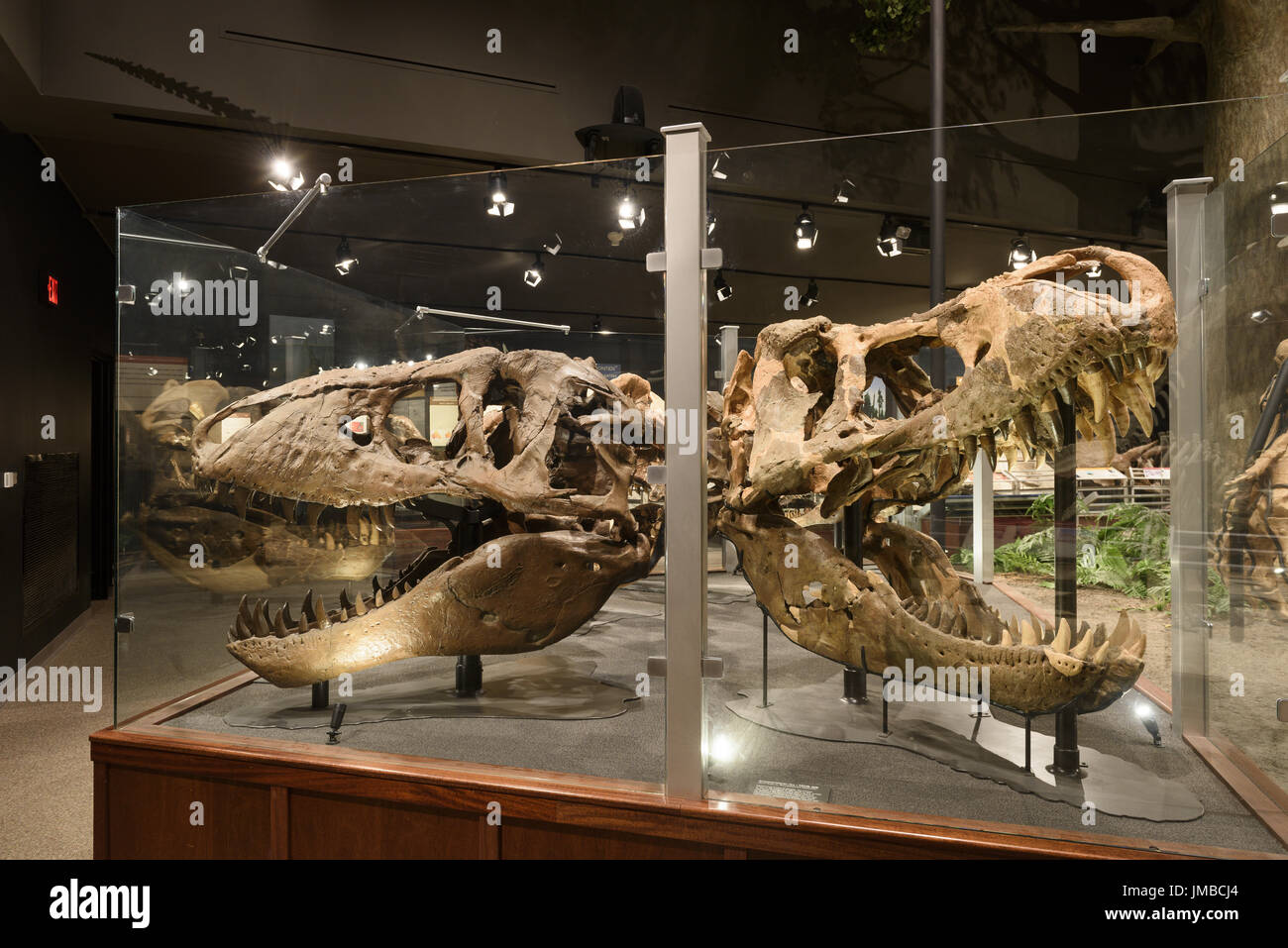 EDITORIAL, 12 July 2017, Bozeman Montana, Museum of the Rockies, Tyrannosaurus Rex Fossil Exhibit Stock Photo
