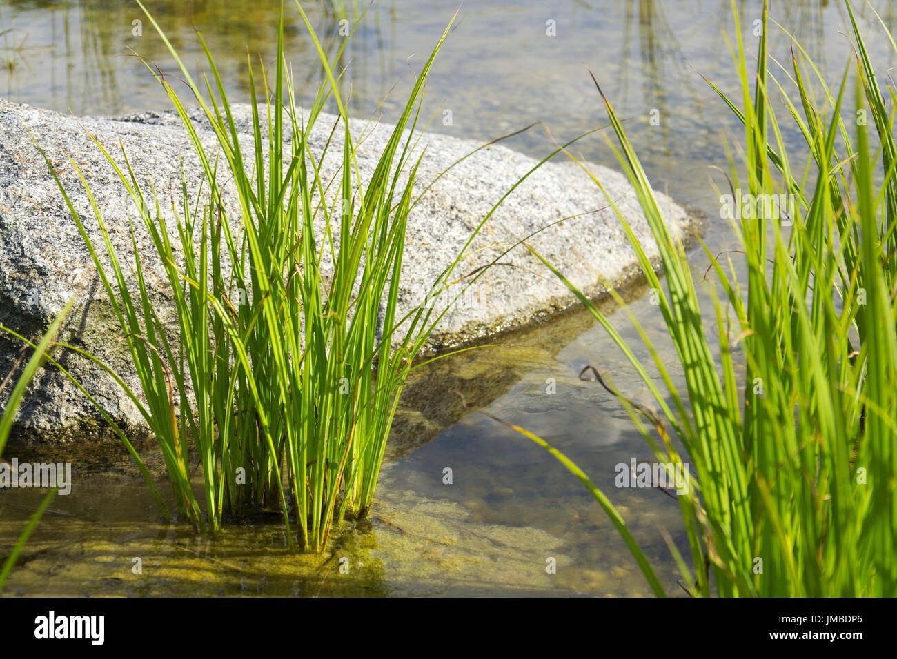 Plants used at natural swimming pond for purifying water Stock Photo Alamy