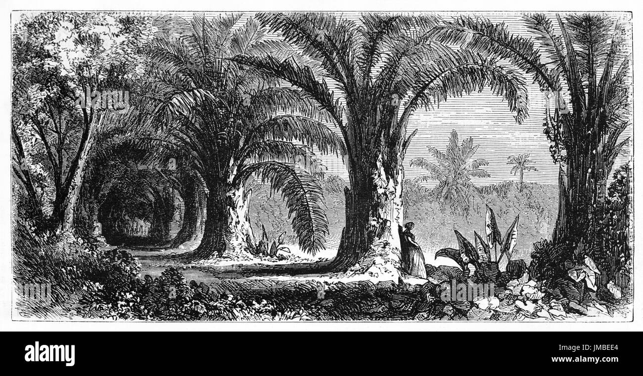 palm-lined path, Raffia Palms (Raphia regalis), and woman alone thoughtful leaning against one of them. Etching art by Bérard, Le Tour du Monde, 1861 Stock Photo