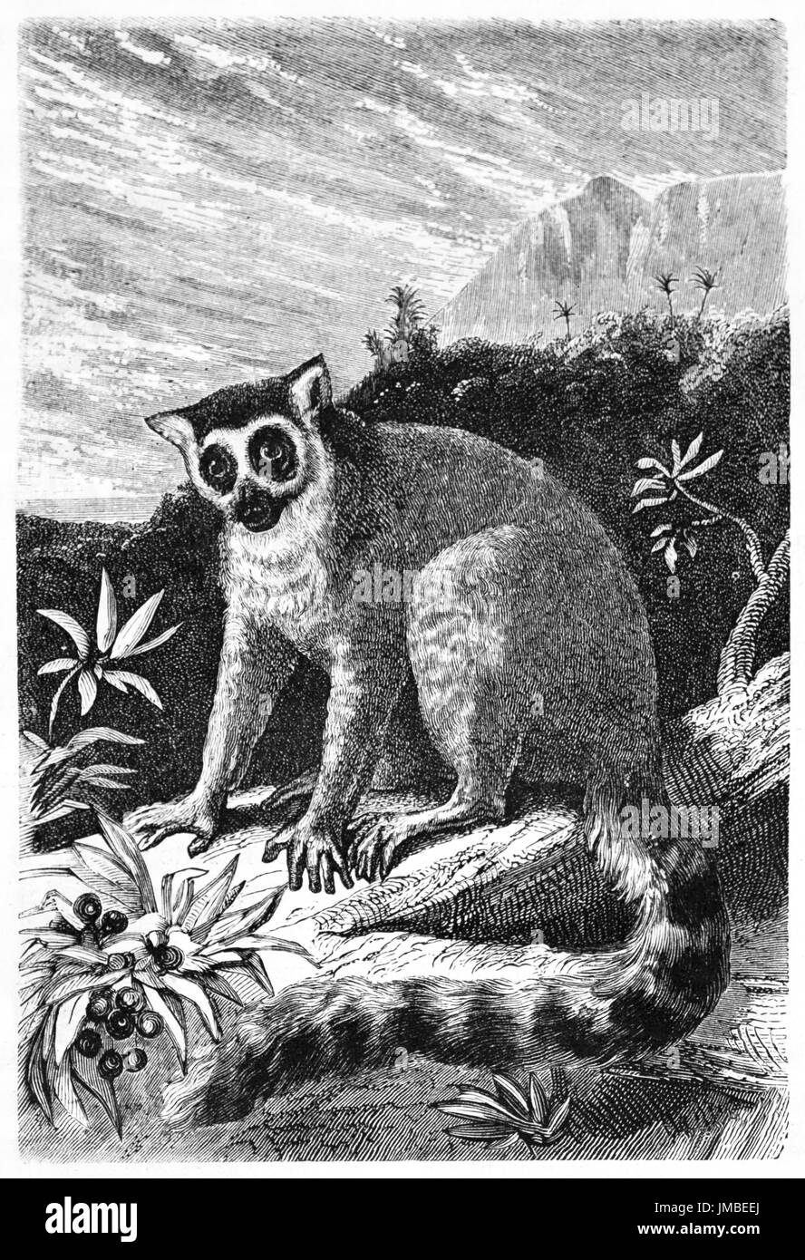 Ring-tailed Lemur (Lemur catta) posing on a branch foreground. Jungle and mountain background far in the distance. Art by Gaucherd, 1861 Stock Photo