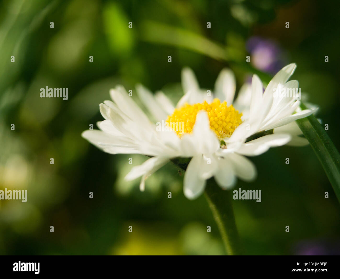 A camomile daisy flower on a green background. One field daisy in the field of gerbera or daisy Stock Photo