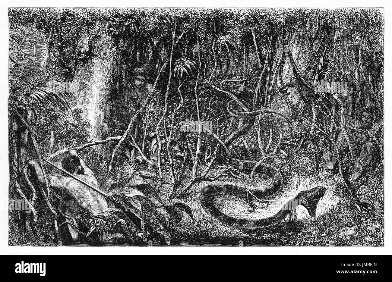 Sucuriju, mythical amazonian giant snake, realistically an Anaconda, attacking from dark jungle vegetation. Etching style art by Minne and Rondé 1861 Stock Photo
