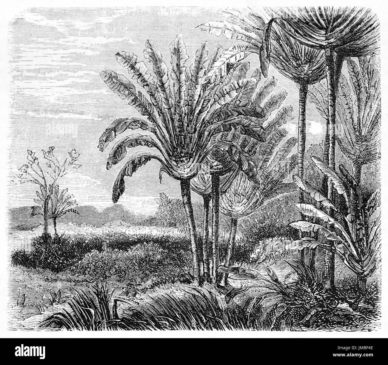 Traveller's tree (Ravenala Madagascariensis) outdoor in its natural environment of african vegetation. Art by Bérard, Le Tour du Monde, 1861 Stock Photo