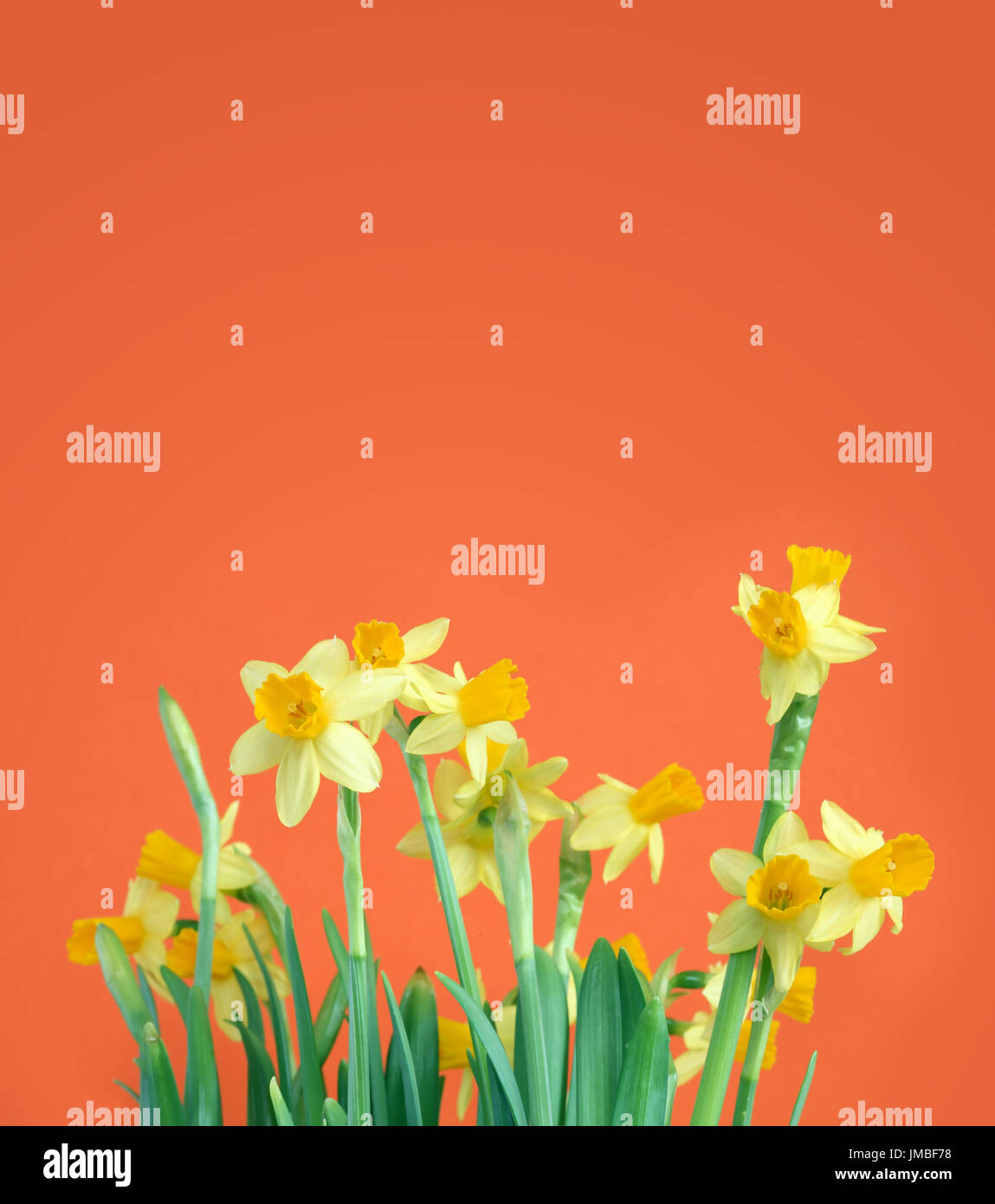 Bunch of yellow daffodil flowers on red background with free space for text Stock Photo