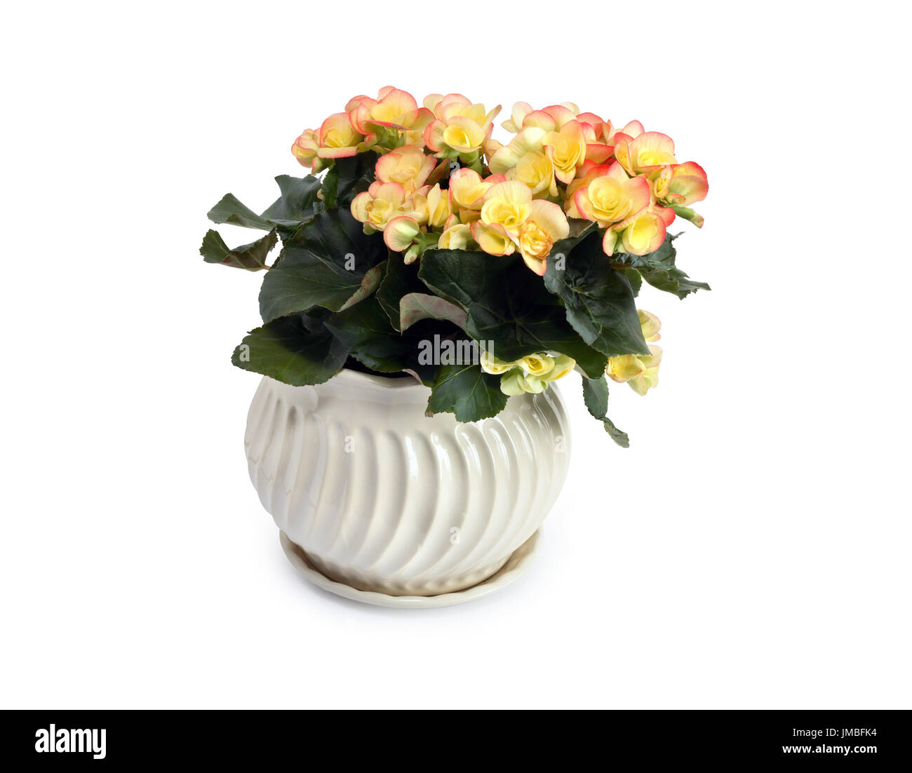 Nice yellow begonia flowers in flowerpot on white background. Isolated with clipping path Stock Photo