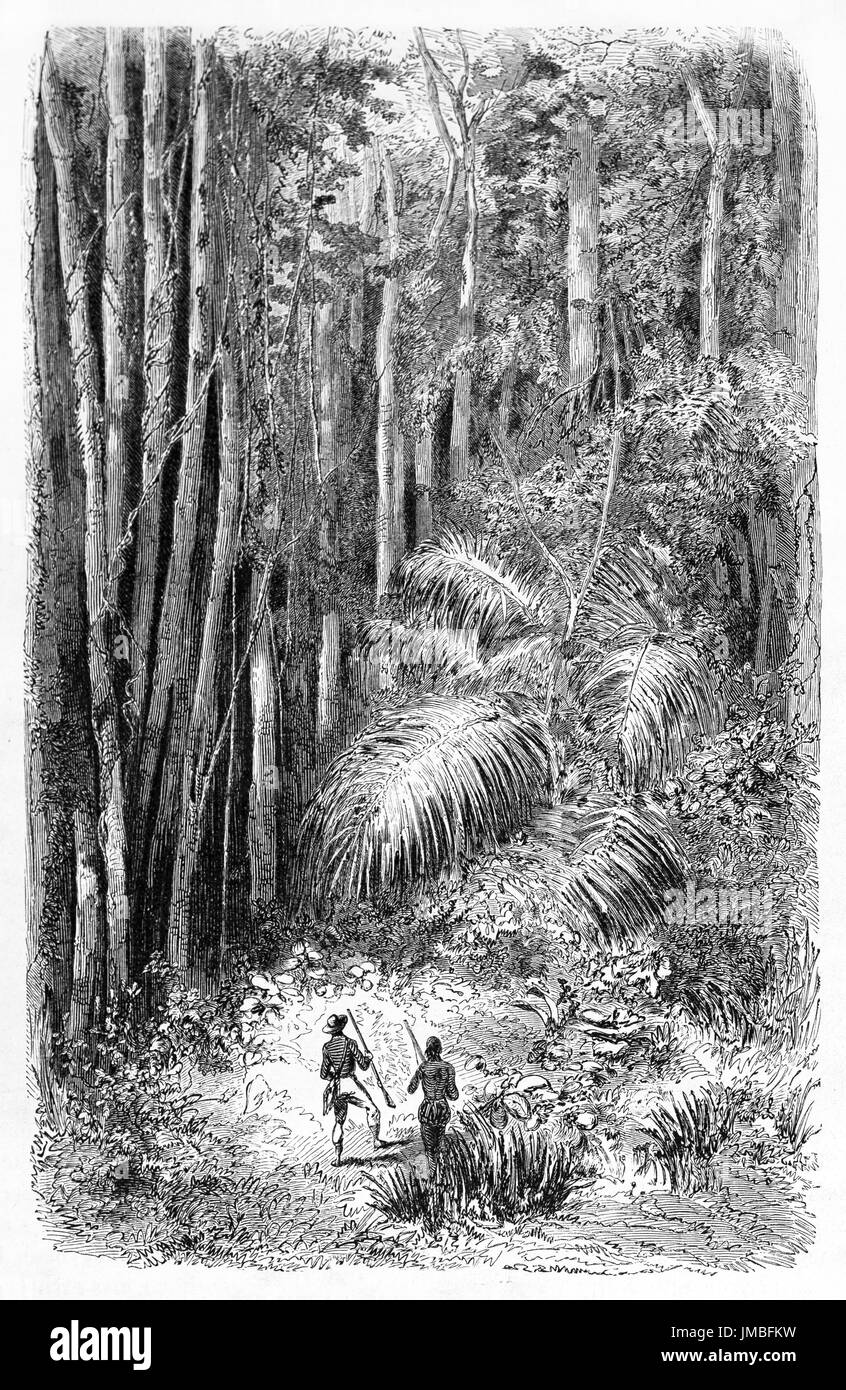 two small people compared to huge tangled impenetrable vegetation of amazonian virgin forest. Ancient grey tone etching style art by Terington 1861 Stock Photo