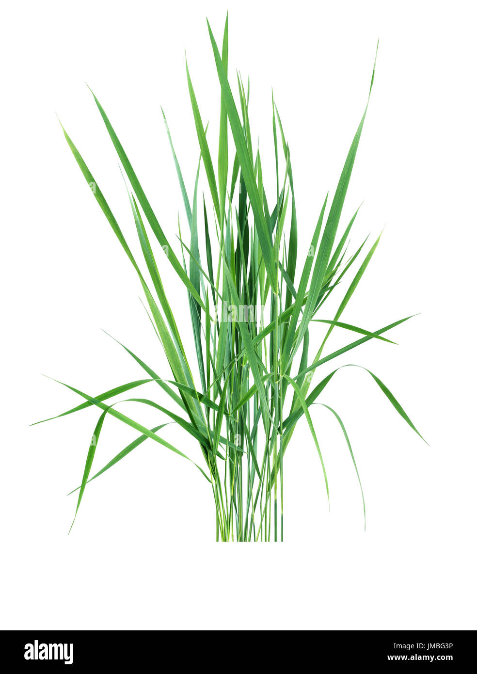 Bunch of ordinary freshness green grass on white background Stock Photo