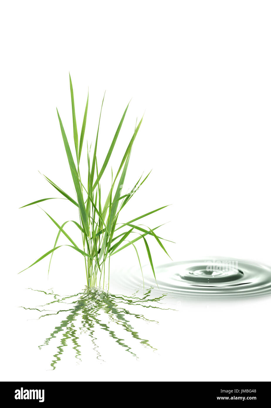 Nature concept. Bunch of green grass near splashing water on white background Stock Photo
