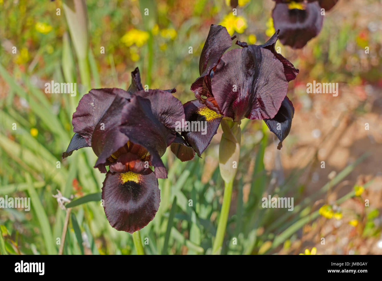 Spring flowering dark Violet Iris. Stock Photo