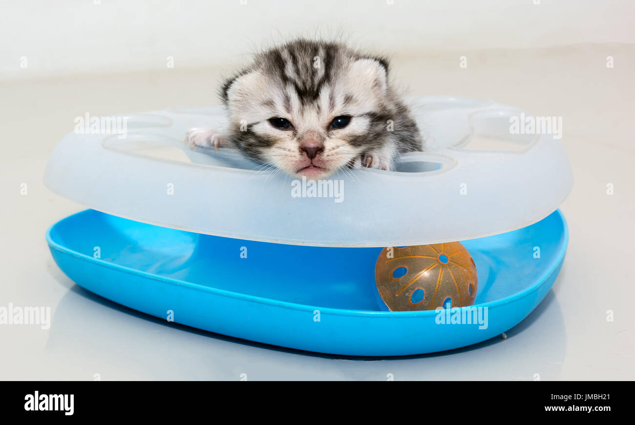 Cute American Shorthair Cat Kitten With Copy Space Stock Photo
