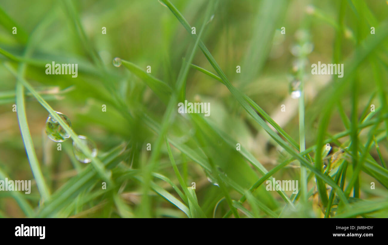 Wet grass drying in the sun, macro Stock Photo Alamy