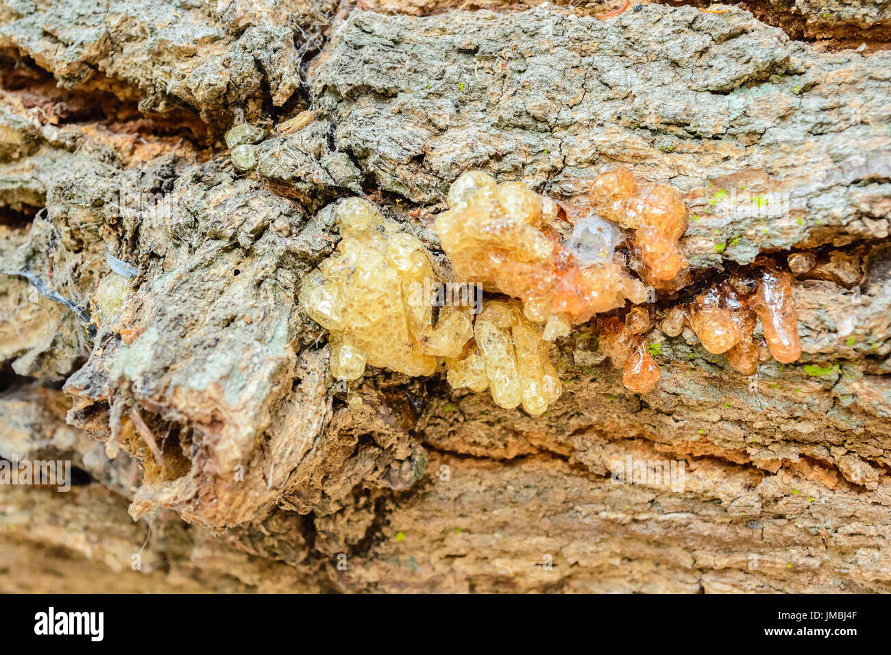 Closeup background photo of texture of old and dry tree bark of Gum tree Stock Photo