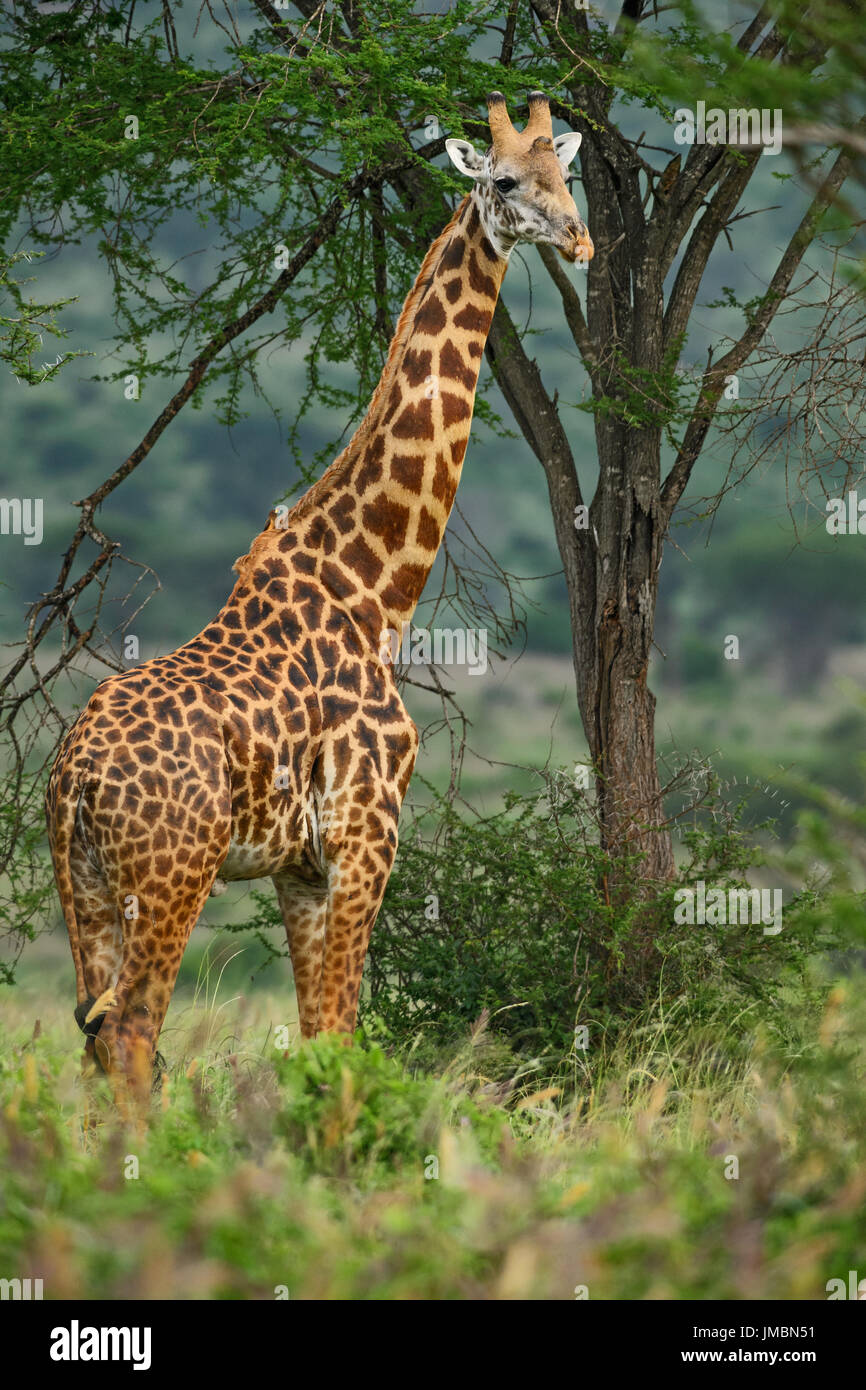 Kenya safari hi-res stock photography and images - Alamy