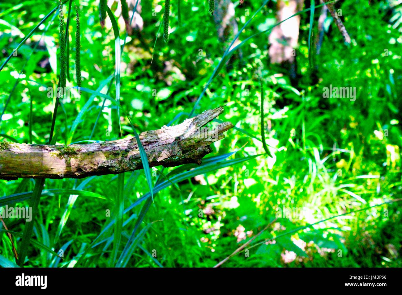 log in the forest, wales Stock Photo