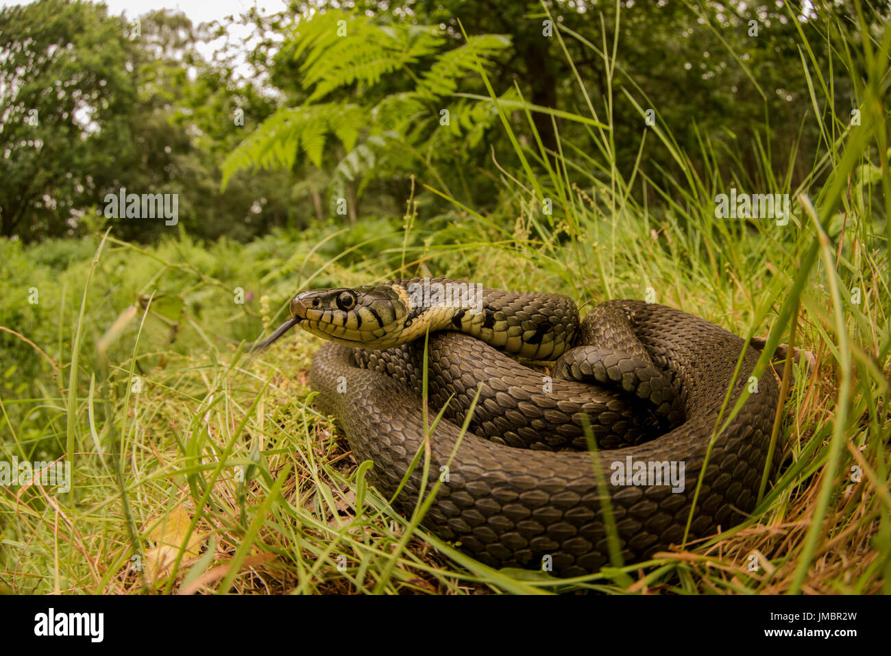 A grass snake coiled up in a clearing within a forest in Norfolk, UK. Stock Photo