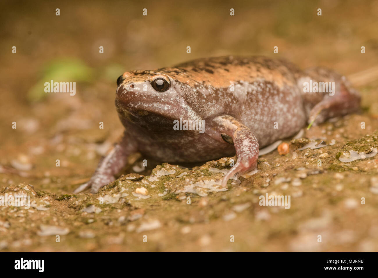 A narrowmouth toad (Gastrophryne carolinensis) from the coastal plain of North Carolina.  This species is found on the East coast of the USA. Stock Photo