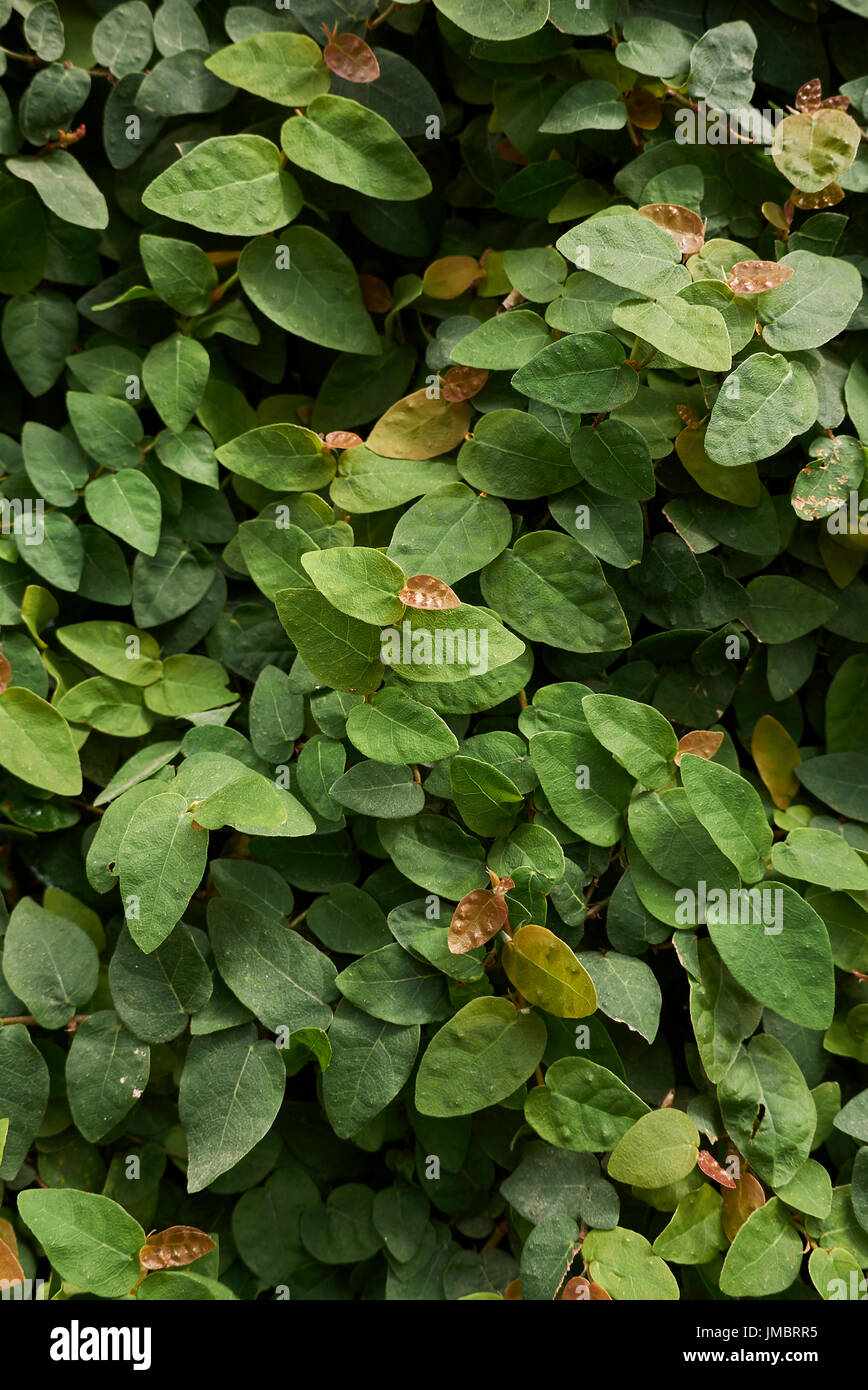 Ficus pumila hi-res stock photography and images - Alamy