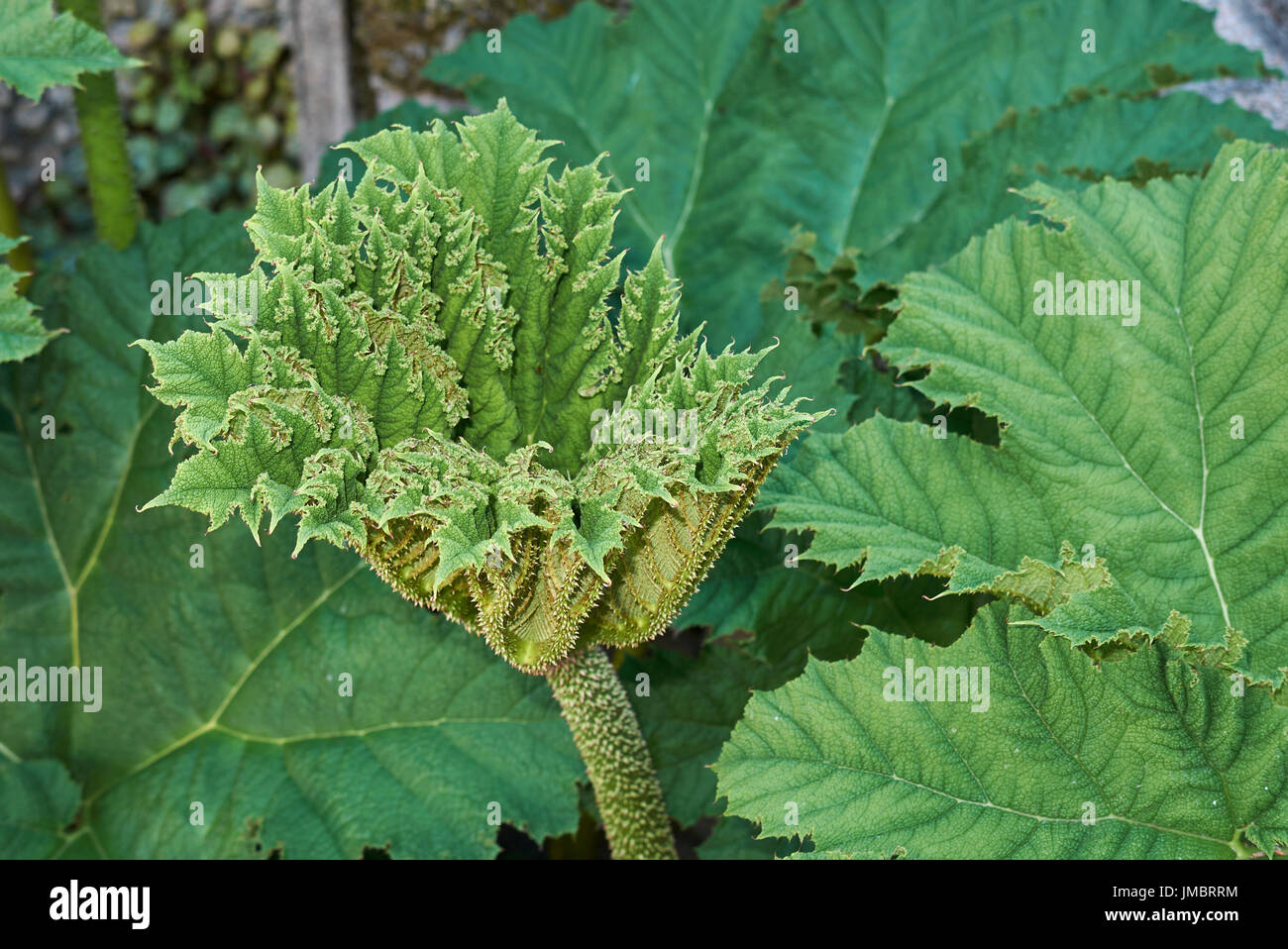Gunnera manicata leaves Stock Photo