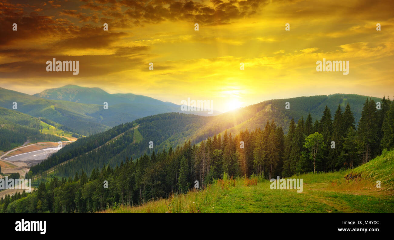 Pinewood landscape hi-res stock photography and images - Alamy