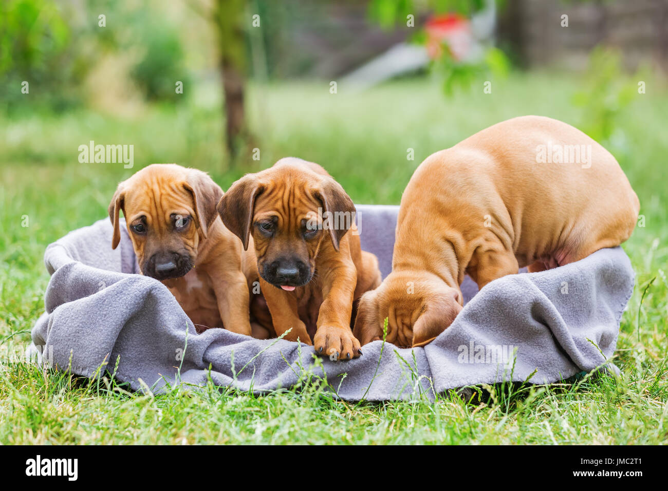 portrait of cute rhodesian ridgeback puppies who are sitting in a ...