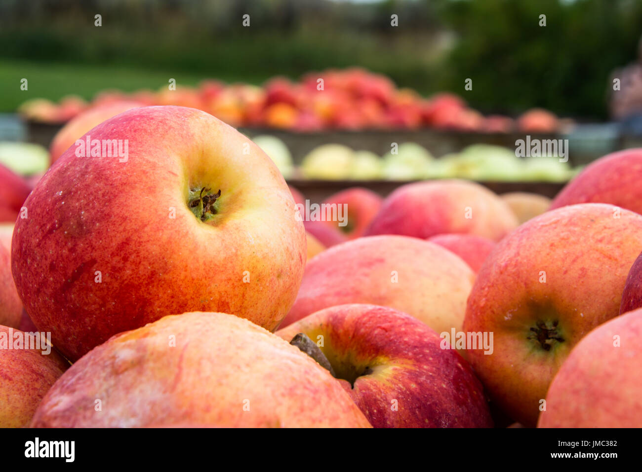 Apples bins orchard harvest hires stock photography and images Alamy