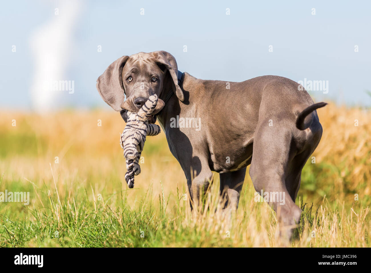 picture of a great dane puppy with a soft toy in the snout Stock Photo
