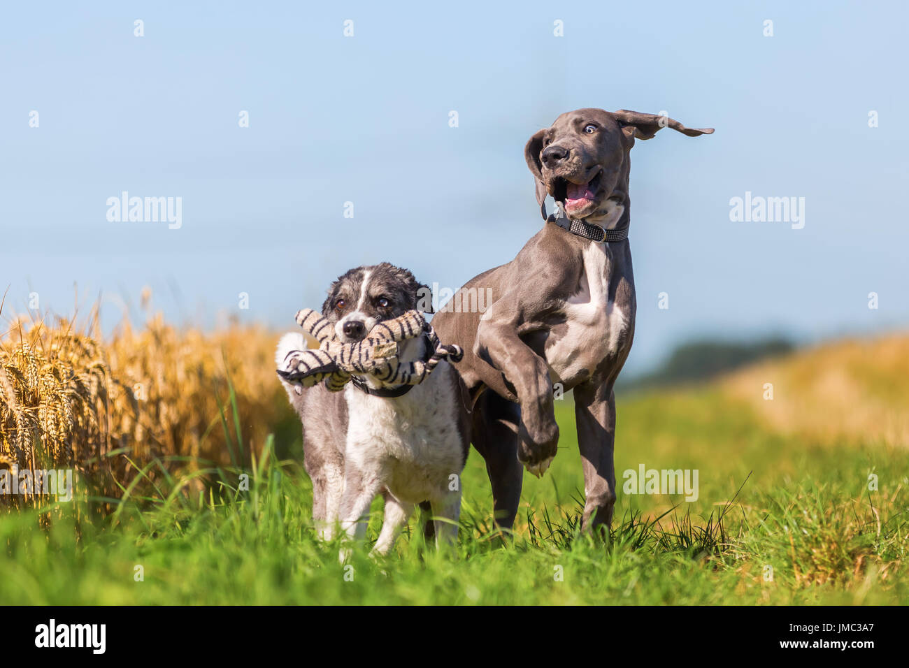 Great dane shepherd sale