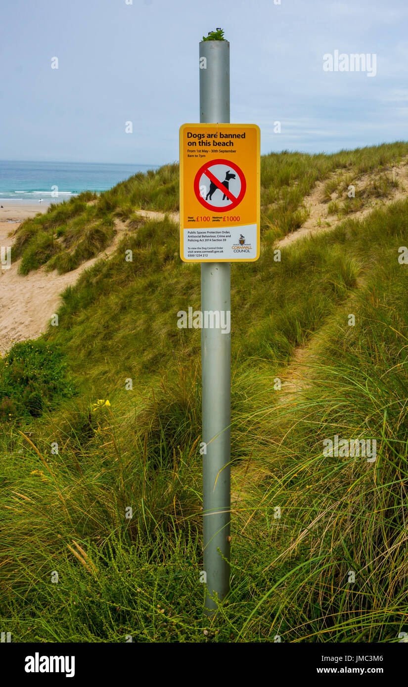 Dogs are banned on this beach - council sign on Sennen Cove, Cornwall beach, England, UK Stock Photo