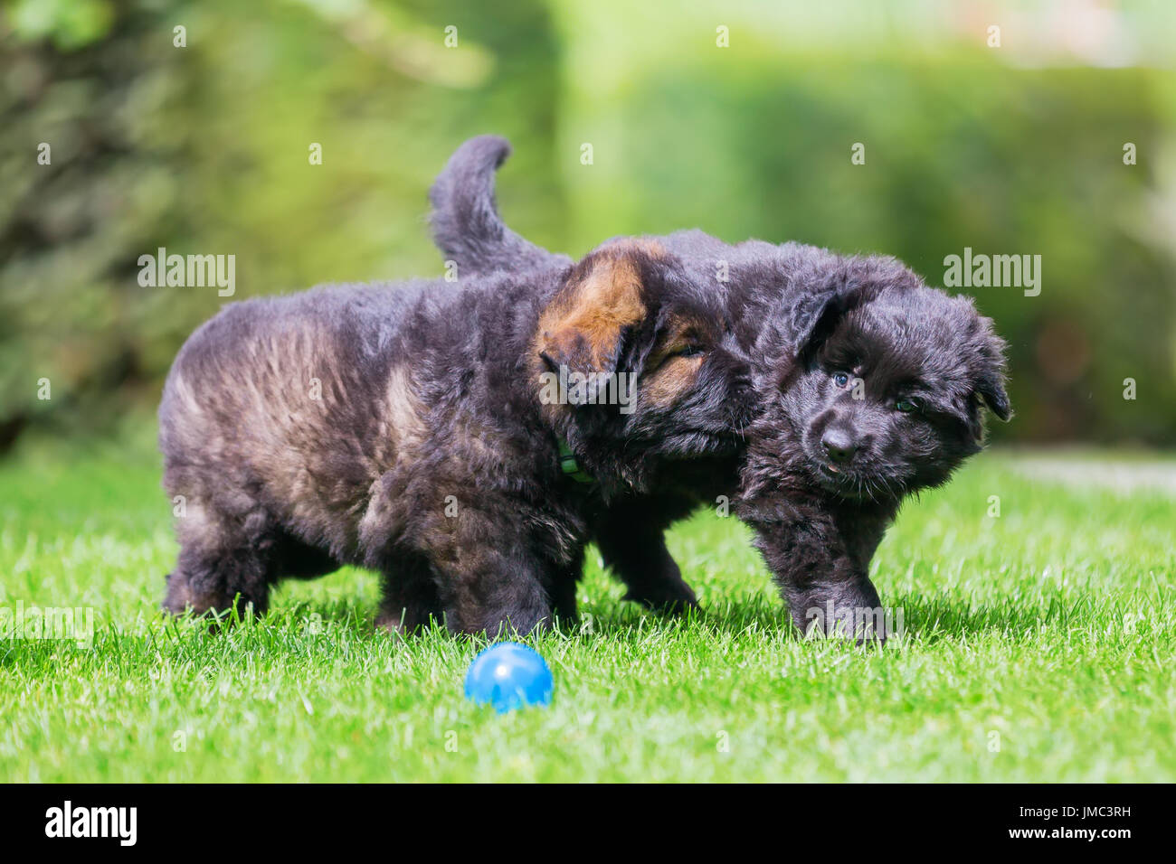 two old german shepherd puppies playing on the lawn Stock Photo