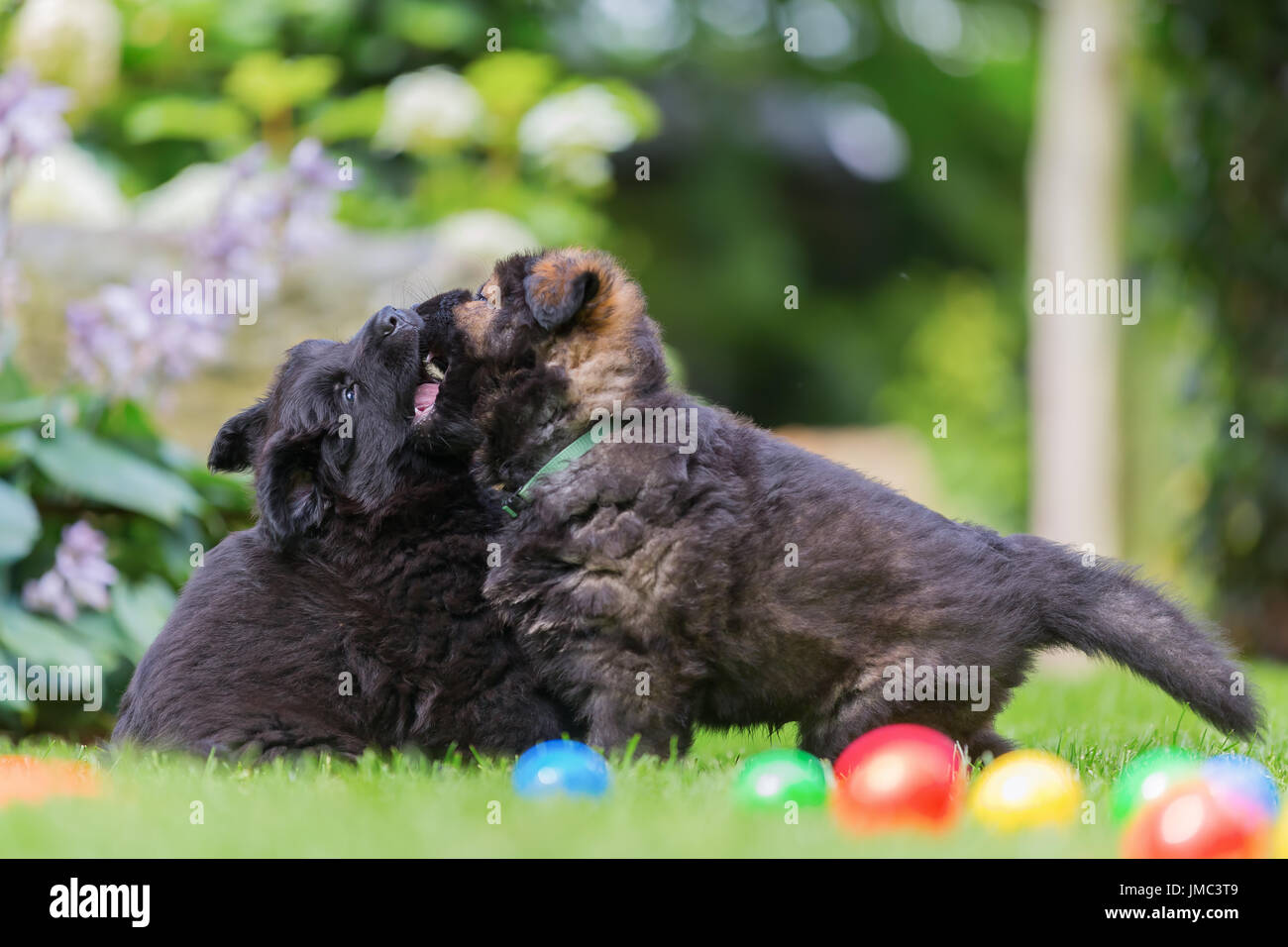 two old german shepherd puppies scuffle on the lawn Stock Photo