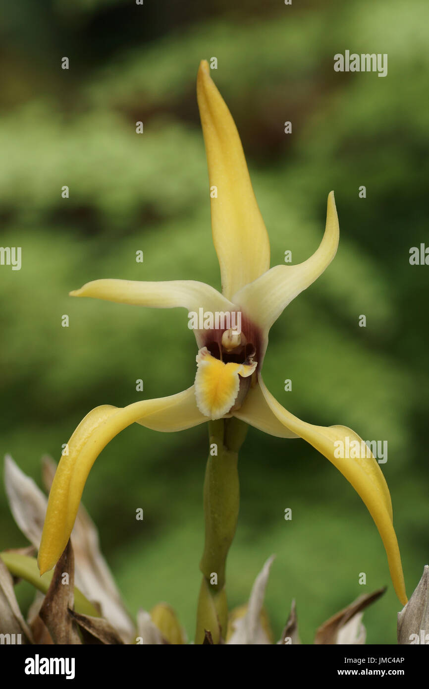 Maxillaria dillonii Stock Photo