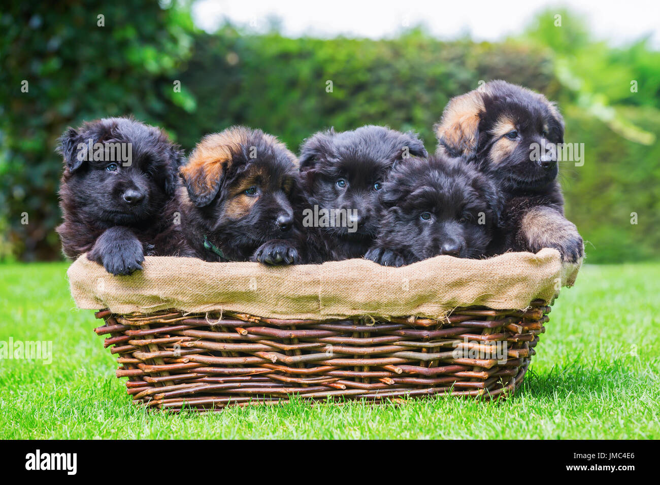 Puppies in a basket hi-res stock photography and images - Alamy
