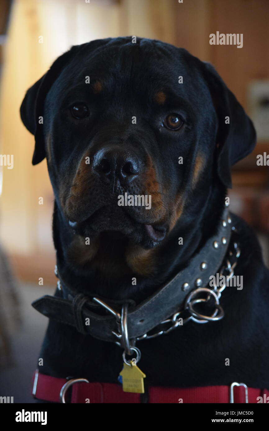 Diesel the rottweiler hi-res stock photography and images - Alamy