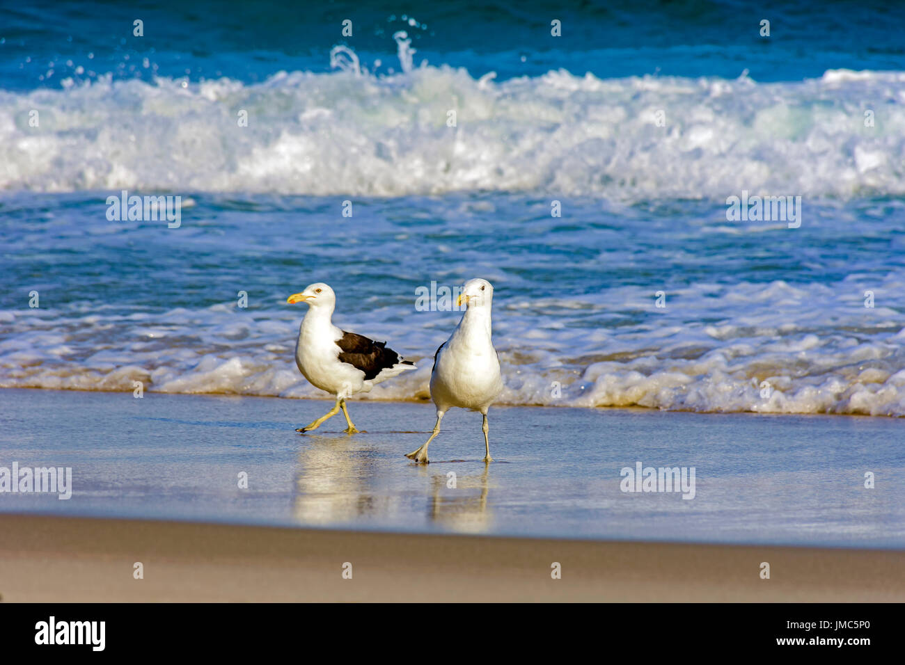 Gulls over waterline at Devil beach in Ipanema, Rio de Janeiro Stock Photo