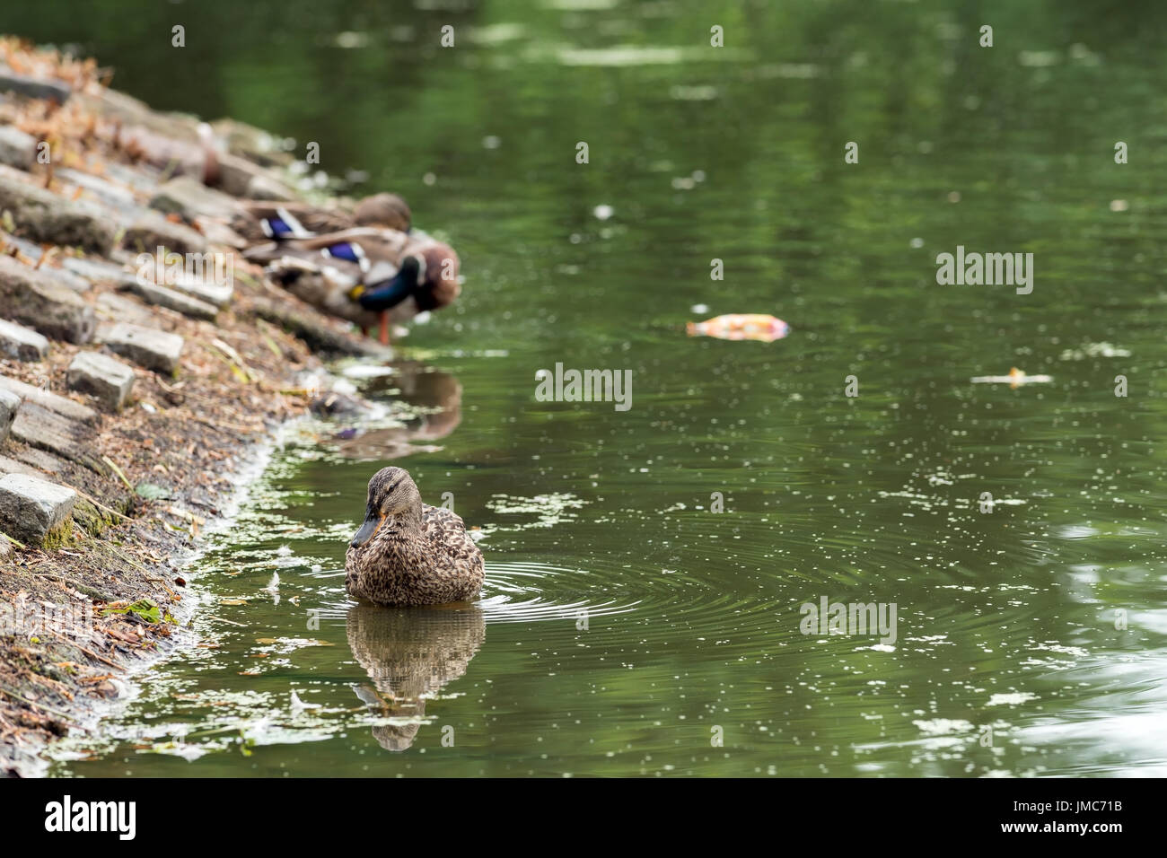 Two ducks wash at the lake Stock Photo