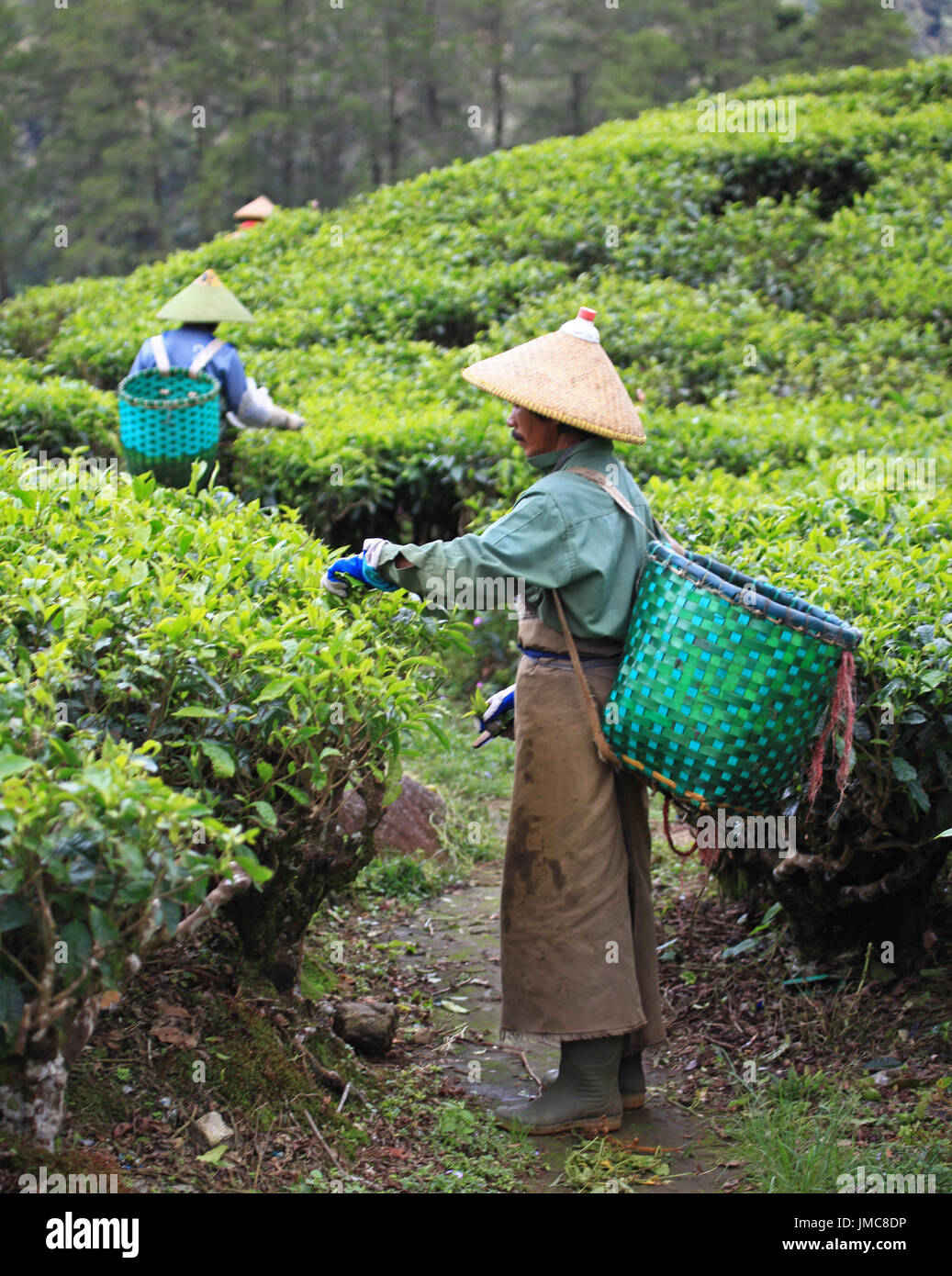 The tea plantations in Ciwidey, West Java in Indonesia Stock Photo Alamy