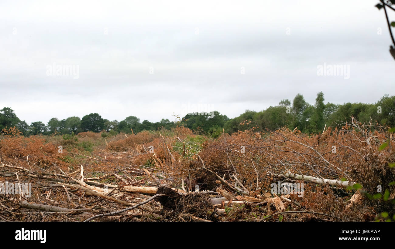 Scrub Woodland High Resolution Stock Photography and Images - Alamy