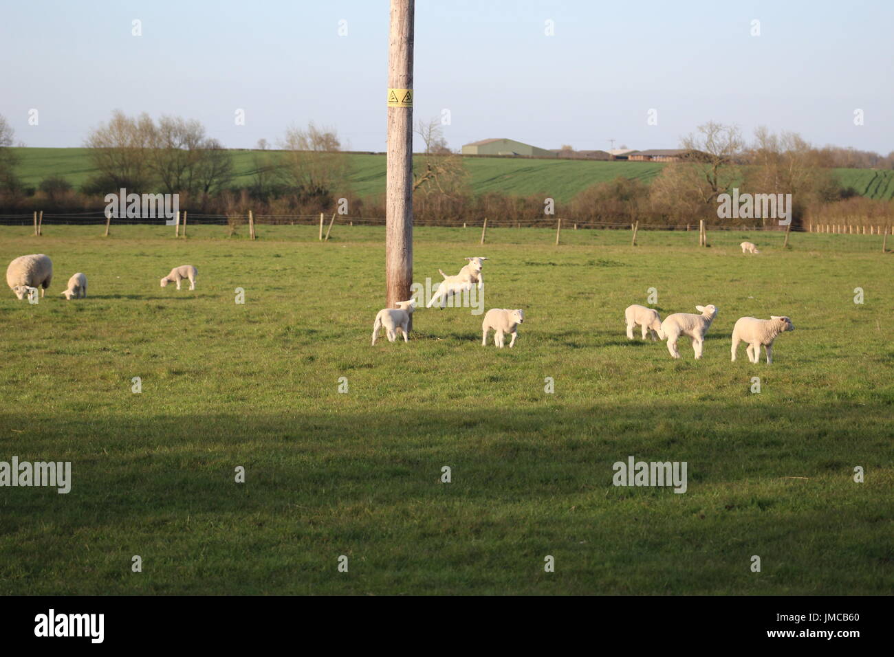 lambs playing and jumping Stock Photo