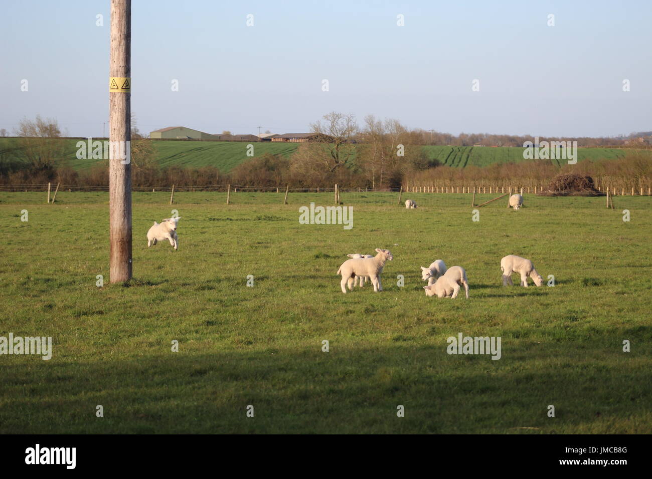 lambs playing and jumping Stock Photo